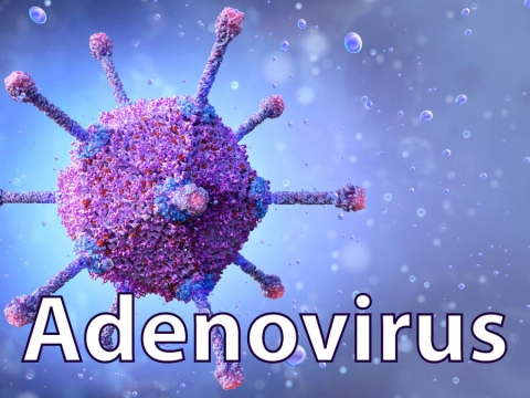 ADENOVIRUS - Nguyên nhân, thời gian ủ bệnh, phương thức lây truyền, cách phòng ngừa và điều trị 
